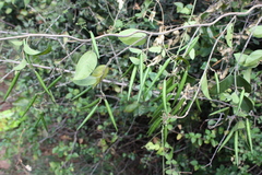 Gymnema sylvestre